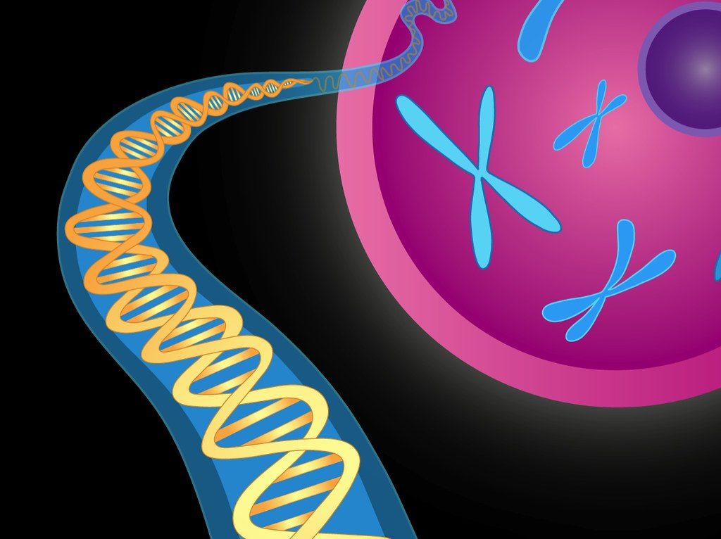 Il DNA, che porta istruzioni genetiche, risiede nel nucleo