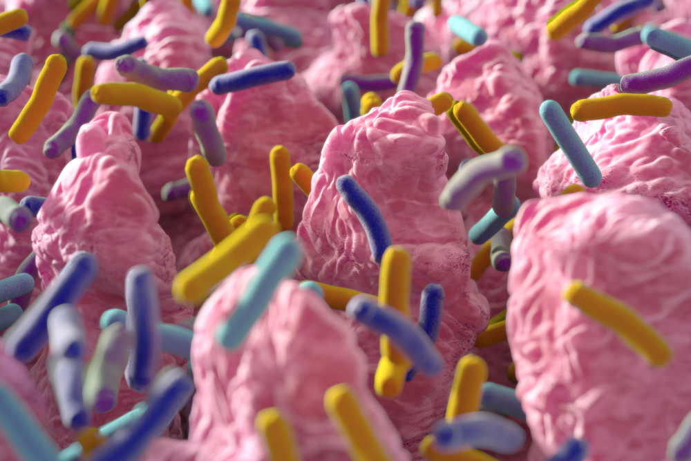 Il microbiota intestinale umano.