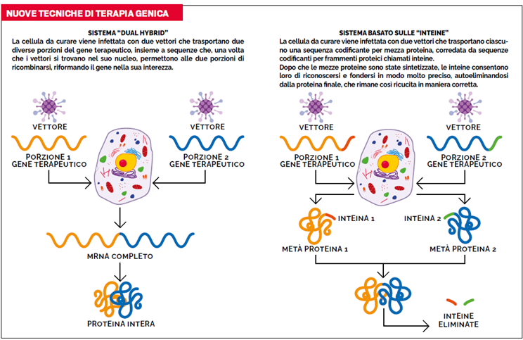 Lo schema di nuove tecniche di terapia genica, basate su due piattaforme: il sistema “Dual Hybrid” e quello basato sulle inteine